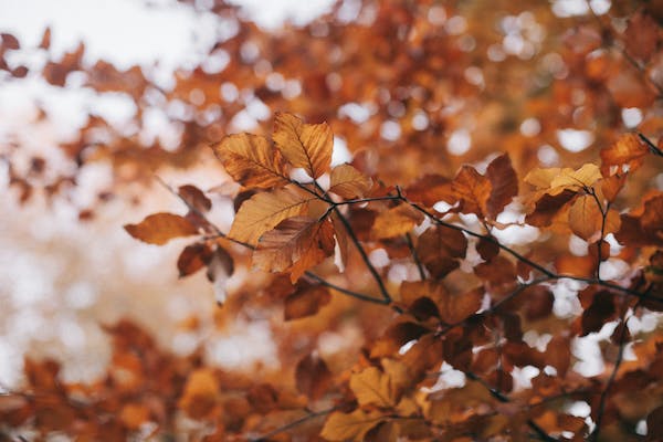 松典相机：秋天记录日常的利器