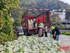 吉首蔬菜销往粤港澳大湾区