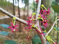 湖南加大力度“野培”珍稀濒危植物 30株人