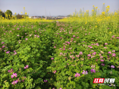 创新模式：油菜与紫云英“组CP”，效益倍