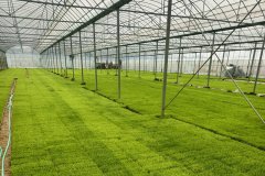 醴陵市茶山镇春耕生产正在有条不紊地推进